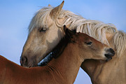 Wild Mustang Filly and Foal Photograph by Yva Momatiuk and John Eastcott