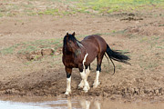 Wild Mustang Photograph by Ronnie And Frances Howard