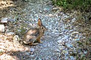 Wild Rabbit Photograph by K Bradley Washburn