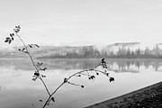 Wild Rose - Lakelse Lake Photograph by Doug Keech