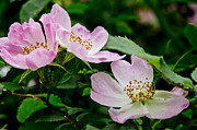 Wild Roses. Adagio. Photograph by Elena Perelman Wild Roses. Adagio. Photograph by Elena Perelman