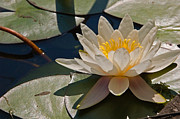 Wild Water Lilies Photograph by Louis Dallara