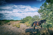 Wild West Photograph by Becqi Sherman Wild West Photograph by Becqi Sherman