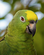 Wild Yellow Crowned Parrot La Macarena Colombia Photograph by Adam Rainoff