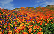 Wildflower Jackpot Photograph by Lynn Bauer