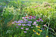 Wildflowers in Moraine Hills State Park Photograph by Ray Mathis