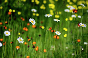 Wildflowers2 Photograph by Dan Hefle