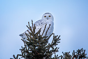 Wildlife Snowy Owl -3409 Photograph by Norris Seward