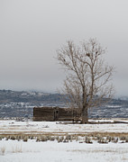 Willow Creek Cabin Photograph by The Couso Collection