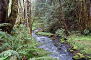 Wilson Creek #22 Photograph by Ben Upham III