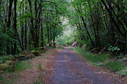 Wilson Creek Road #1 Photograph by Ben Upham III
