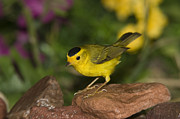 Wilsons Warbler Wilsonia Pusilla Male Photograph by Tom Vezo