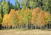 Windblown Aspen Photograph by Gaelyn Olmsted