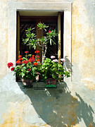 Window with a Tree Photograph by Donna Corless