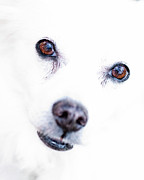 Windows To The Soul Photograph by Lara Ellis