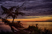 Windswept Photograph by Randy Hall