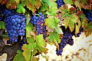 Wine Country - Napa Valley California Photography Photograph by Melanie Alexandra Price