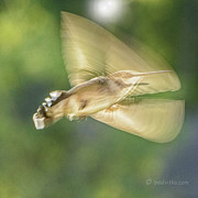 Wing Shadow Photograph by Paul Vitko