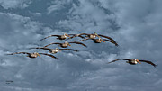 Wings In Formation Photograph by DB Hayes