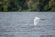 Wingtips to Water Photograph by Jemmy Archer