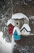 Winter Birdhouses Photograph by Tim Nyberg Winter Birdhouses Photograph by Tim Nyberg