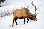 Winter Bull Photograph by Greg Norrell