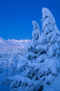 Winter Deep Photograph by Tim Newton