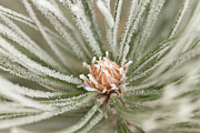 Winter Evergreen Photograph by Ana V Ramirez