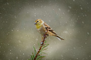 Winter Goldfinch Photograph by Cathy Kovarik