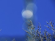 Winter Joy Digital Art by Kathleen Illes