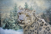Winter Leopard Photograph by Jai Johnson