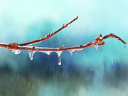 Winter Magic - Gleaming Ice on Viburnum Branches Photograph by Anita Pollak