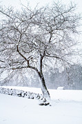 Winter Meadow I Photograph by Steven David Roberts