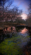 Winter Morning Repose Photograph by Karen Musick
