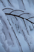 Winter Music Photograph by Deborah Hughes