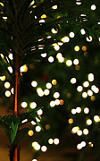 Winter Palm Photograph by Linda Shafer