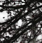 Winter Rain - 2 Photograph by Linda Shafer