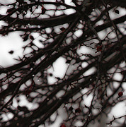 Winter Rain - 3 Photograph by Linda Shafer