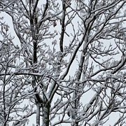 Winter Sky through Snow Branches Photograph by Vic Ritchey Winter Sky through Snow Branches Photograph by Vic Ritchey