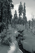 winter sun in Upper Harz - monochrome version Photograph by Andreas Levi