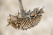 Winter Sunflower Photograph by Julie Palencia