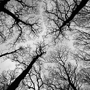 Winter trees providing an abstract silhouette Photograph by David Handson