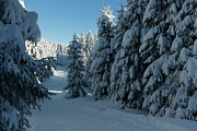 winter way in the Harz Photograph by Andreas Levi