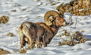 Wintering Bighorn Photograph by Jason Brooks