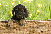 Wire-haired Dachshund Puppy Photograph by Jean-Louis Klein and Marie-Luce Hubert
