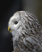 Wise Old Owl Photograph by Kathy Baccari Wise Old Owl Photograph by Kathy Baccari