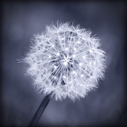 Wish Photograph by Melanie Alexandra Price