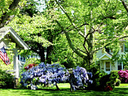 Wisteria on Lawn Photograph by Susan Savad Wisteria on Lawn Photograph by Susan Savad
