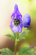 Wolf's bane flower plant Photograph by Nick Biemans