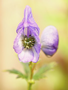 Wolf's bane flower with pistils Photograph by Nick Biemans